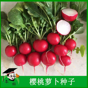 寿光蔬菜阳台菜园小红樱桃红丁水萝卜种子籽春秋种孑大全