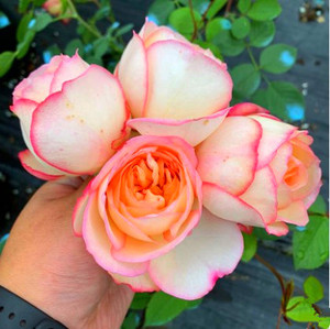 伊芙古典香水月季花苗大花朵阳台浓香四季花卉植物玫瑰花苗盆栽花