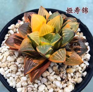 姬寿锦 帝王寿锦 多肉植物十二卷  非组培南非进口珍稀包邮