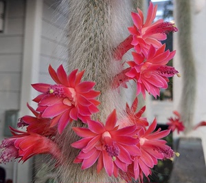 猴尾柱 九尾狐 多肉仙人球 浓白毛九尾狐 软毛猴尾巴 爱仙园包邮