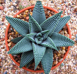 白纹琉璃殿 白蜘蛛实生硬叶十二卷多肉植物 日本进口高端花卉包邮