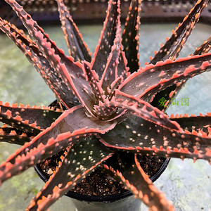 粉色恋人 超级芦荟泰国进口tct实生新品小型园艺芦荟多肉植物包邮