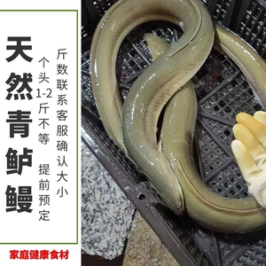 天然鲈鳗野生鳗鱼淡水鳗鱼青鳗鱼鳗鱼支持鲜活发货支持代杀