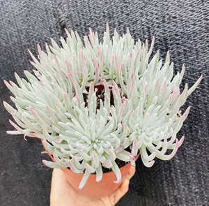 仙女杯老桩 爱杜丽丝老桩 大颗老桩大棚实物拍摄质量好价格实惠