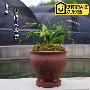 金边大富贵兰花