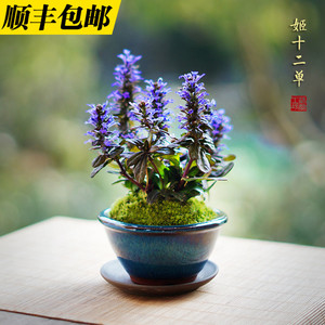 日本山野草姬十二单桌面阳台开花绿植花卉苔藓盆景微盆栽好养常绿