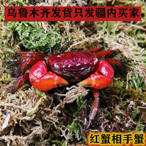 新疆乌鲁红螯相手守蟹无齿螳臂辣椒蟹淡水螃蟹活体观赏蟹迷你宠物