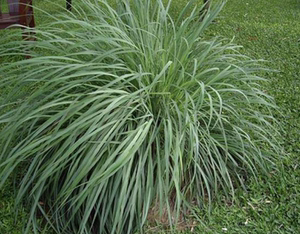 有机爪哇香茅10ml 驱文虫利器 单方精油