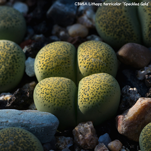 生石花 黄碧琉璃 c345a 3年 一物一拍 八宝园艺