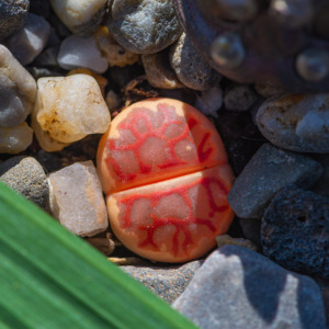 生石花 丽虹玉 f357 2.5年 一物一拍 八宝园艺