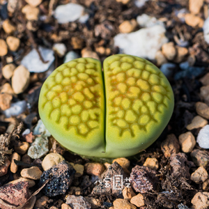 番杏科 生石花 黄巴厘玉杂绿福来 c111a×c56a 4年 一物一拍