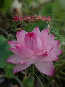 【宜良千瓣】种藕潍坊荷苑大型荷花品种盆栽荷花水生花卉水景绿化