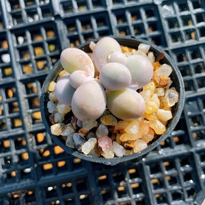 精品精控韩货贵货蛋黄奶酪腰子蛋含盆土新手盆栽云南好养多肉植物