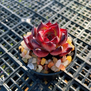 精品精控养韩货贵货篝火单头新手好养肉肉云南状态多肉植物含盆土