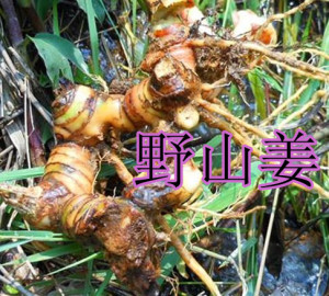 生姜.煮鸡汤野姜.狗头姜.南姜2斤包邮拍两单送1斤