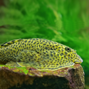 长汀吸鳅双吸盘贵爬除藻冷水清道夫观赏鱼活体水族宠物原生小型