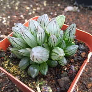 梨子园艺 西瓜寿 多肉植物玉露十二卷属肉肉 变异多肉植物