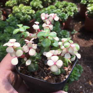 梨子园艺 变异多肉植物 雅乐之华 正品