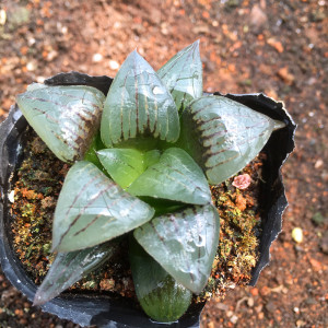 梨子园艺 红纹寿多肉植物 十二卷硬叶肉肉盆栽花卉 创意稀奇绿植