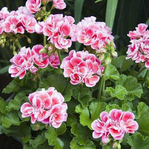 玫瑰天竺葵纯露深层清洁保湿水爽肤水补水喷雾248毫升水冷法蒸馏