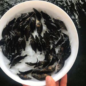 桂鱼苗 鳜鱼苗 桂花鱼苗 斑鳜鱼 季花鱼 淡水 养殖鱼苗