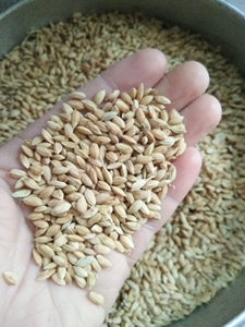 去芒过筛带壳稻谷 优质圆稻谷 鸡鸭鸟鸽子宠物饲料江浙沪皖包邮