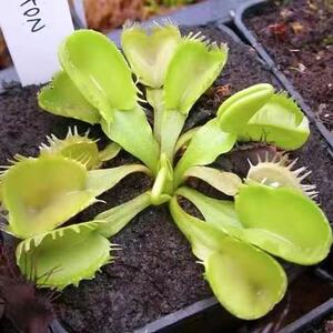 海神捕蝇草-稀有变异系列/夹子顶部融合像汤勺黄绿色食虫植物