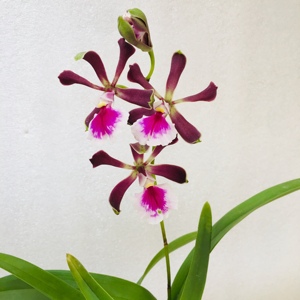 店主推荐 洋兰原生种大头树兰 圈柱兰 梦幻晶灵多花性有香气包邮