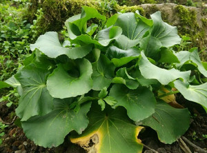 恩施富硒野菜壶瓶碎米荠堇叶碎米荠虎耳金黄金蔬菜天然野生野油菜