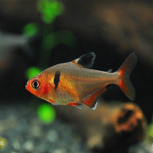 小型热带鱼活体玫瑰梦幻扯旗鱼群游淡水观赏鱼水族好养易活的鱼