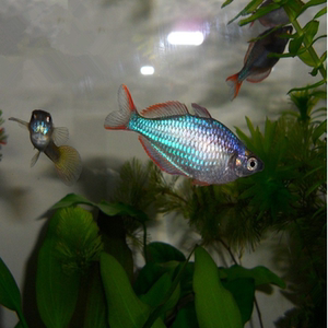 群游效果最好的热带鱼_热带鱼彩群价格_小型群游热带鱼