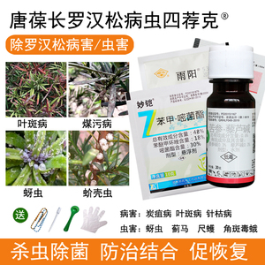 罗汉松病虫防治四荐克杀虫蚜虫蚧壳虫红蜘蛛杀菌枯枝叶斑煤污病药