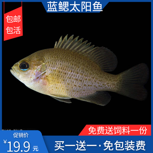 太阳鲈鱼