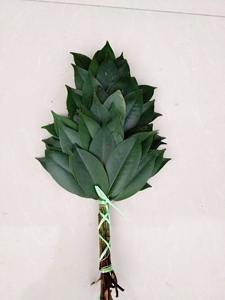 【杨桐】杨桐品牌,价格 - 阿里巴巴