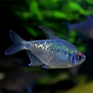 南美钻石灯进口钻石鱼闪光直线脂鲤南美进口小型灯科鱼群游鱼活体
