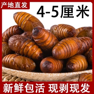 东北特产蚕蛹新鲜蝉蛹包邮带壳大茧蛹活的500g野生活体大黄柞