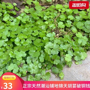 60hongyuan3269淘宝竑源青草药根店 中草药 新鲜 铺地锦 天胡荽