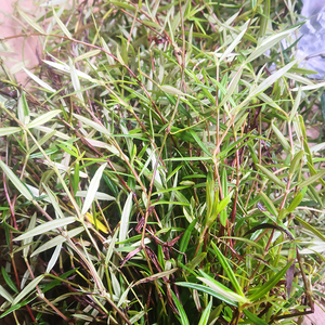 正宗潮汕四方白花蛇舌草百花蛇总管 新鲜野外乌骨舌草山尖草500g