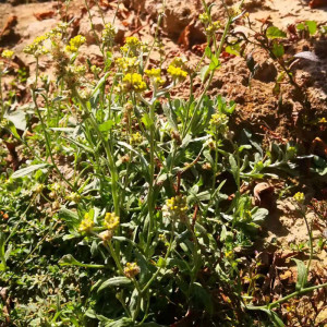 潮汕鼠壳草新鲜清明草野生佛耳草绒毛鼠曲草农家现采艾草粿团原料