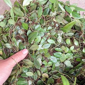 正宗抱石莲潮汕中草药天然金龟藤抱树莲新鲜现采野瓜子菜500g包邮