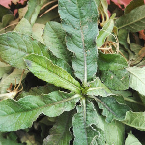 地胆草新鲜草鞋根红花草鞋底现采地胆头磨地胆苦地胆草500g中草药