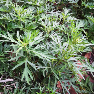 艾草新鲜端午节坐月子泡脚儿童洗澡正宗艾蒿整棵挂门驱蚊去湿有干