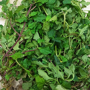 正宗苦地胆散血草龙胆草风轮菜潮汕青中草药新鲜现采现发500g包邮