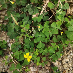 天然黄花酢浆草现采山酸浆草酸酸草潮汕新鲜中草药500g三叶盐酸鸡