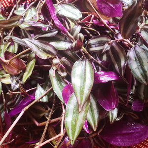 吊竹梅新鲜水龟草潮汕青草药现采红蛇竹菜胶浊草红竹草鸭舌红500g