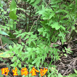 海金沙草新鲜海金沙藤野生金沙藤罗网藤溶石左转藤干品中草药500g