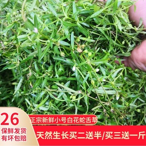 新鲜天然白花s舌草中草药正宗蛇总管小号百花蛇草500克另售半枝莲