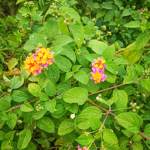 五色梅野生五色花养龟痒五色梅鲜货马缨丹皮肤止草药现采500g包邮
