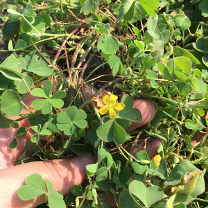 黄花酸浆草天然现采醡浆草潮汕酸味藤新鲜中草药500g三叶酸盐酸草