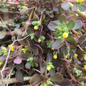 新鲜马齿苋菜蚂蚁菜长寿菜野菜500g包邮野外现采五行草马蜂菜马苋